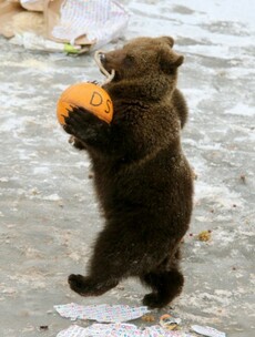 Why is this bear strutting around?