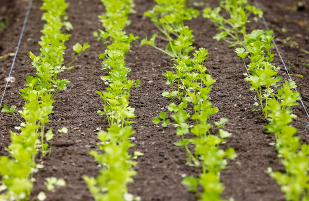 Thomas Duffy: Don’t blame the cows for farmers not growing carrots