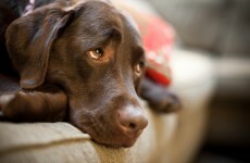 Germany tightens bestiality law - but Bill could be challenged