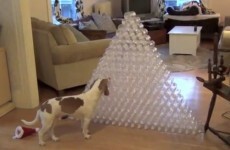 Dog getting a Christmas present, and bloody loving it