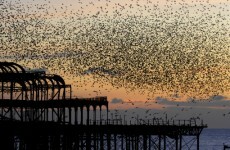 Enemies of the State: Hundreds of birds poisoned by US Dept of Agriculture