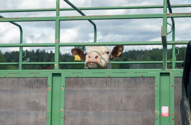 Split-fleet strategy balances agricultural towing and EV commuting