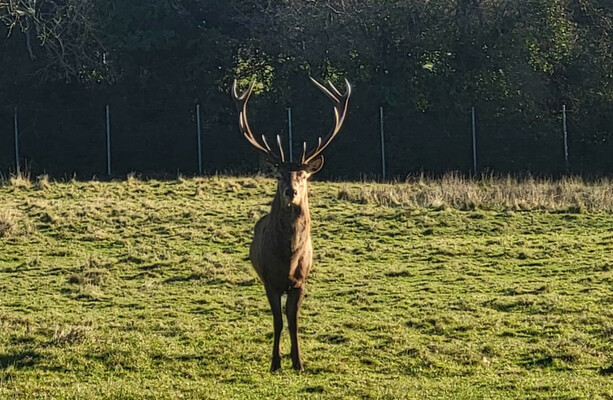 Gardaí continue probe into beheaded stag at Newbridge Demesne; lack of progress highlights need for dedicated wildlife crime unit