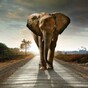 Elephants survive a stay in Siberia... thanks to two cases of vodka
