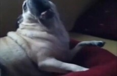 Look at these cute pugs singing death metal