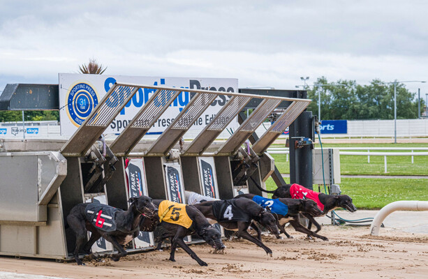 Irish government allocates €20m to commercial greyhound industry