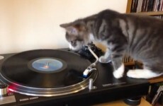 This Irish cat has over 2.4 million views on YouTube