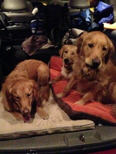 Dogs sent to Newtown to comfort school shooting survivors