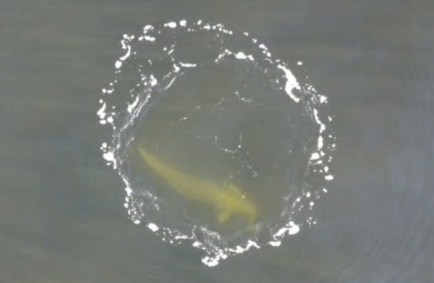 Rare beluga whale spotted off Donegal