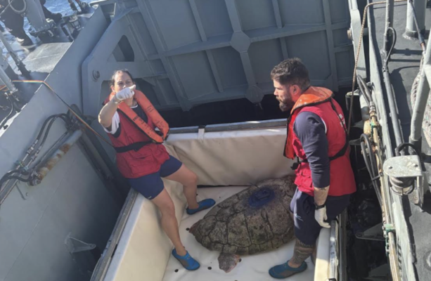 Turtle Returns to Sea After 22 Years at Dingle Oceanworld Aquarium