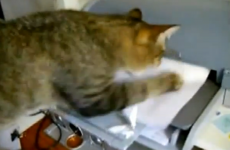 VIDEO: This is why cats REALLY hate computer printers