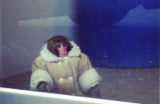 Ikea Monkey's owner mounts protest to get him back