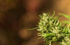 5,800 cannabis plants worth €4.6 million seized across the country