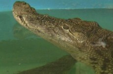 Crocodile faces surgery after eating phone