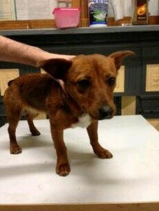 Is this your dog? He arrived at Malahide via the Greystones DART