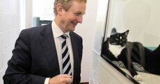Pics: Enda Kenny stroking a dog and looking at cats