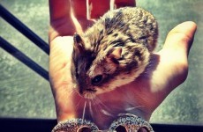 Justin Bieber accused of animal cruelty against his pet hamster