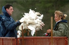 Foie gras off the menu in Britain's House of Lords