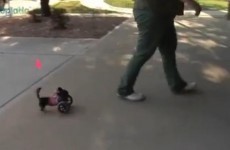 Stop what you're doing and look at this dog and her wheelchair