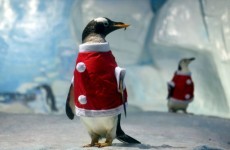 Photos: Animals in Christmas hats and outfits