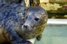 Eight seals found dead on beaches in the South East