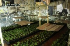 €1m worth of cannabis plants seized
