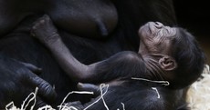 PICS: Welcome to the world, baby gorilla