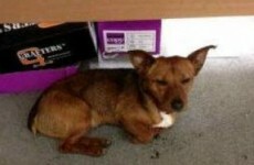 The DART dog will spend Christmas with an Irish Rail employee
