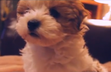 Watch this puppy having its first Christmas... and bloody loving it