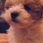 Watch this puppy having its first Christmas... and bloody loving it