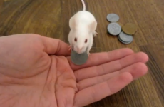 VIDEO: Mouse gets a treat after handing over actual money