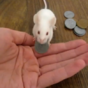 VIDEO: Mouse gets a treat after handing over actual money