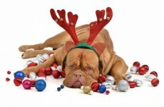 Poll: Are you glad Christmas Day is over?
