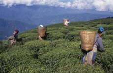 Tea workers in India burn down boss's house, killing him and his wife