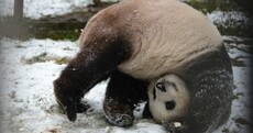 Panda Playing in the Snow Pics of the Day