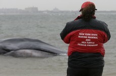 Whale beached in New York neighbourhood dies