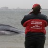 Whale beached in New York neighbourhood dies
