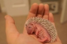 True facts about the angler fish, baby echidnas and baby hedgehogs