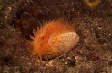 100 million neon orange shellfish found in Scottish waters
