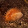 100 million neon orange shellfish found in Scottish waters