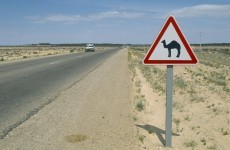 A bull, a portaloo and a boat: Our roads in 2012