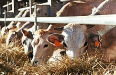 Newborn calves to undergo mandatory tests for bovine diarrhoea
