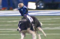 So a monkey herded sheep while riding a dog like a horse at half-time in one NFL game last night