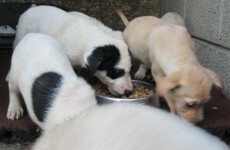 ISPCA: "Don't abandon the pet puppy you got for Christmas"