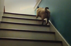 VIDEO: Pug bouncing UP the stairs... and bloody loving it