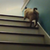 VIDEO: Pug bouncing UP the stairs... and bloody loving it