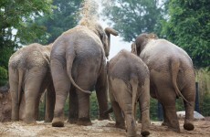 Dublin Zoo records all time high for visitor numbers in 2012