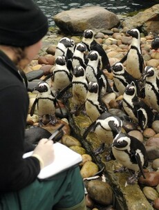 Any escapees? Annual zoo census throws up challenge