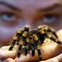 Spiders, monkeys and muddy frogs: pics from London Zoo's stocktake