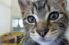 DSPCA issue urgent foster appeal for cats
